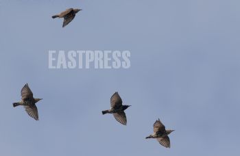 EA334291, Eastpress, Porvoo, Finland